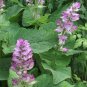 25 Pcs Clary Salvia Sclarea