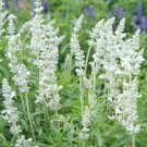 50 Pcs Salvia Farinacea White Victory Seeds