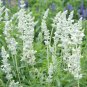 50 Pcs Salvia Farinacea White Victory Seeds