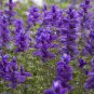 100 Pcs Salvia Blue Monday Seeds