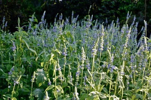 250 Pcs Chia Salvia Hispanica Seeds