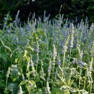 250 Pcs Chia Salvia Hispanica Seeds
