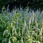 250 Pcs Chia Salvia Hispanica Seeds