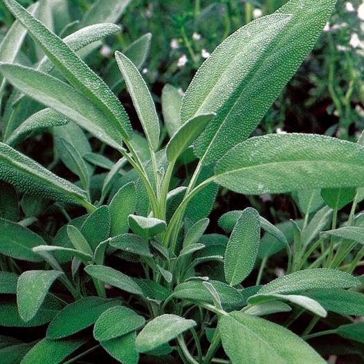 100 Pcs Sage Broadleaf Salvia Officinalis Seeds