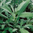 100 Pcs Sage Broadleaf Salvia Officinalis Seeds