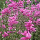 100 Pcs Salvia Pink Sundae Seeds