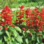 200 Pcs Salvia Coccinea Scarlet Sage Seeds