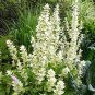 100 Pcs Salvia Horminum White Swan Seeds