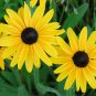 400 Pcs Black Eyed Susan Rudbeckia Hirta Seeds
