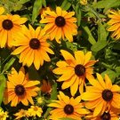 100 Pcs Rudbeckia Hirta Marmalade Seeds
