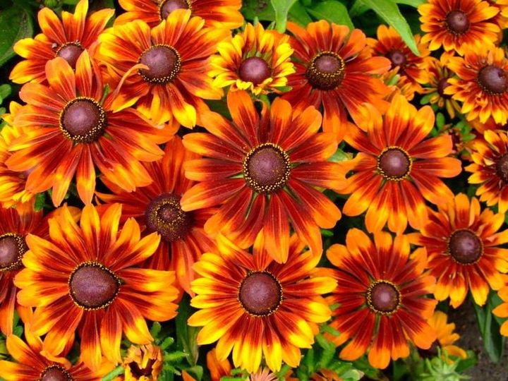 100 Pcs Rudbeckia Hirta Autumn Forest Seeds