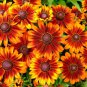 100 Pcs Rudbeckia Hirta Autumn Forest Seeds