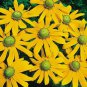 100 Pcs Rudbeckia Hirta Green Eyes Seeds