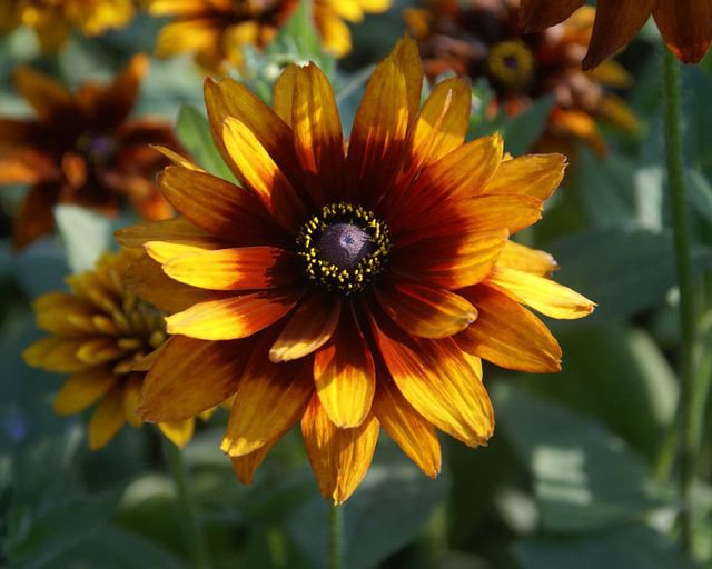 200 Pcs Gloriosa Daisy Rudbeckia Hirta Sunset Seeds