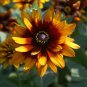 200 Pcs Gloriosa Daisy Rudbeckia Hirta Sunset Seeds