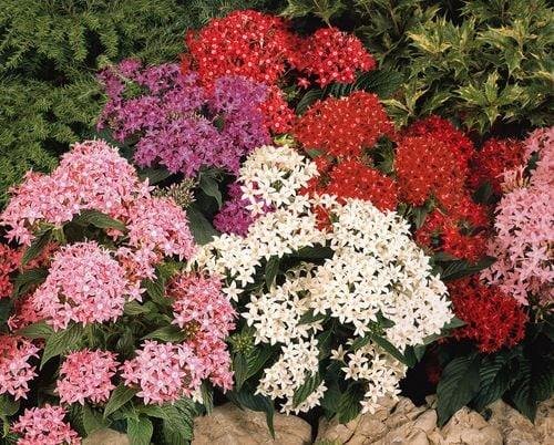 25 Pelleted Seeds Pentas Graffiti Mix Pentas Seeds Star Flower