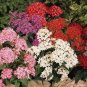 25 Pelleted Seeds Pentas Graffiti Mix Pentas Seeds Star Flower