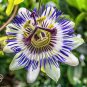 10 Pcs Blue Crown Passion Flower Climbing Vine Passiflora Caerulea Seeds