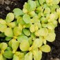 100 Pcs Purslane Golden Portulaca Sativa
