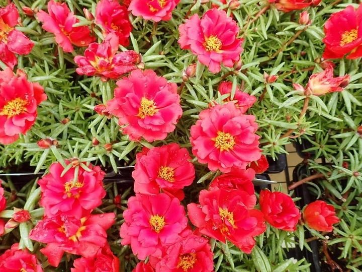 200 Pcs Moss Rose Portulaca Red Seeds