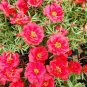 200 Pcs Moss Rose Portulaca Red Seeds