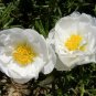 200 Pcs Moss Rose Portulaca White Seeds