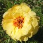 200 Pcs Moss Rose Portulaca Yellow Seeds
