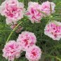 200 Pcs Moss Rose Portulaca Pink Seeds