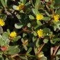 200 Pcs Purslane Portulaca Oleracea Sativa Seeds