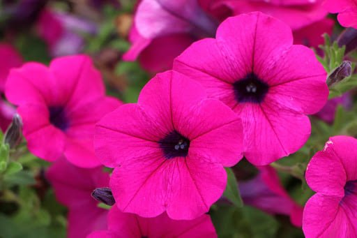 100 Pcs Petunia Shanin Wild Petunia Violacea Seeds