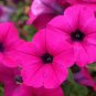 100 Pcs Petunia Shanin Wild Petunia Violacea Seeds