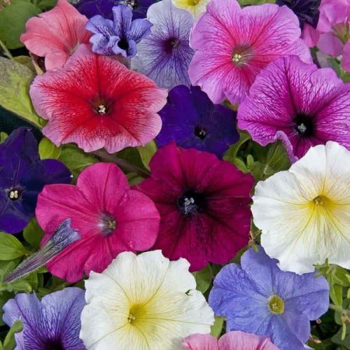 100 Pcs Petunia Dwarf Mix Seeds