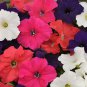 100 Pcs Petunia Hybrid Mix Seeds