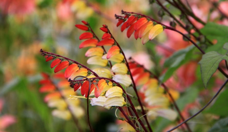 10 Pcs Mina Lobata Exotic Love Spanish Flag Ipomoea Seeds
