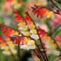 10 Pcs Mina Lobata Exotic Love Spanish Flag Ipomoea Seeds