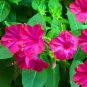 50 Pcs Four O'clock Pink Redmirabilis Jalapa Seeds