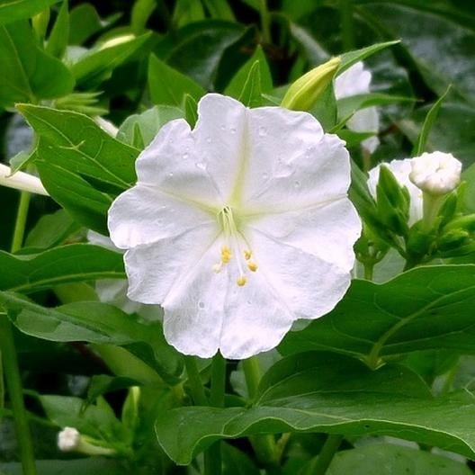 50 Pcs Four O'clock White Redmirabilis Jalapa Seeds
