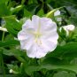 50 Pcs Four O'clock White Redmirabilis Jalapa Seeds
