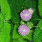 50 Pcs Mimosa Pudica Sensitive Plant Touch Me Not Seeds