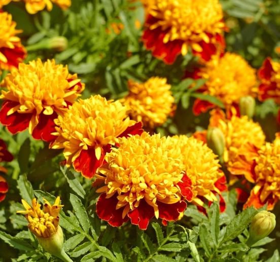 25 Pcs Marigold Flame Tagetes Patula Seeds