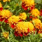 25 Pcs Marigold Flame Tagetes Patula Seeds
