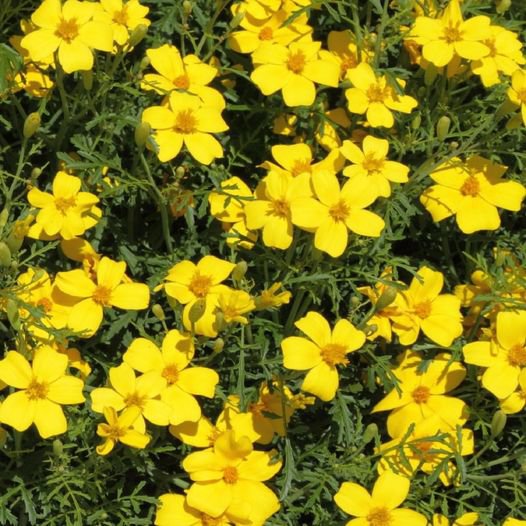 50 Pcs Marigold Bu Bidens Aurea Seeds