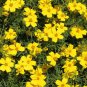 50 Pcs Marigold Bu Bidens Aurea Seeds