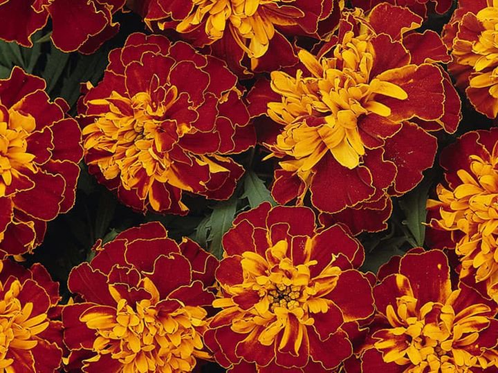 25 Pcs Marigold Harmony Tagetes Patula Seeds