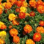100 Pcs Marigold French Sparky Mix Seeds