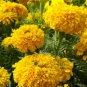 50 Pcs Marigold Tagetes Erecta Apricot Seeds