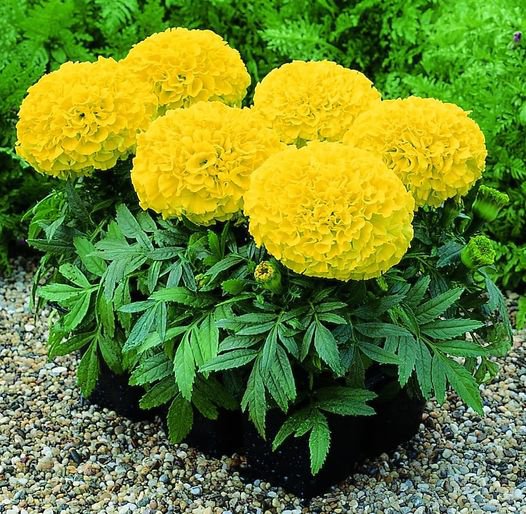 50 Pcs Marigold Tagetes Erecta Yellow Seeds