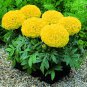 50 Pcs Marigold Tagetes Erecta Yellow Seeds