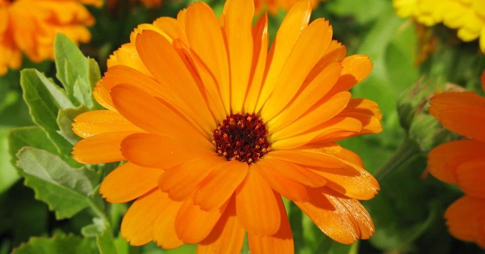 50 Pcs Calendula Pot Marigold Orange Seeds