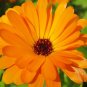 50 Pcs Calendula Pot Marigold Orange Seeds